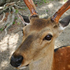 Deer in Japan
