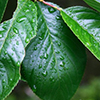 Green leaves with water droplets