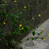 Flowers sprouting from the cement