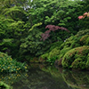 Lush green landscape in China