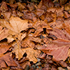 Autumn Leaves