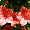 Pink flowers