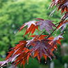 Waterdrops on leaves, Japan